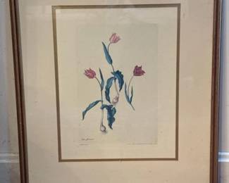 116 frameduffizigallerybotanicalprinttu