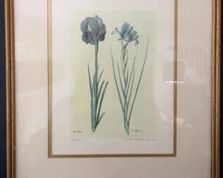 183 frameduffizibotanicalprintirislusia