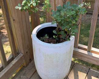 Textured White Ceramic Planter with Rose Bush
