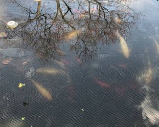 Koi Pond Fish Available; 40+ in Large & Small