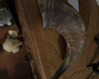 Beautiful natural Shofar (Ram's Horn) used in Jewish and biblical traditions