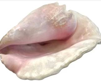Large Pink Queen Conch Sea Shell – 12 Inches