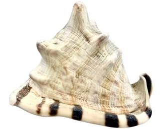 Beautiful King Helmet Conch Seashell – 6.5 Inches Long