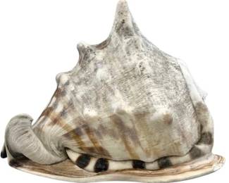Beautiful King Helmet Conch Seashell – 5.5 Inches Long