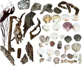 Sea Shells & Driftwood For Crafting, Decor, Or Collecting