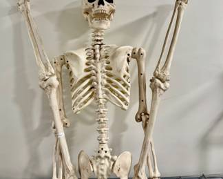 Halloween Skeleton