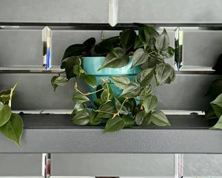 Houseplants