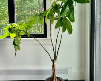 Houseplant
