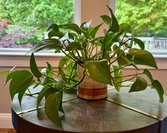 House Plant