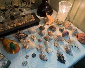 Sea shells.