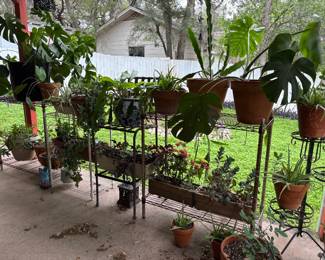 Indoor and outdoor mature plants