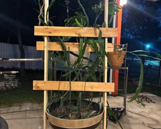 Mature Dragon Fruit with stand