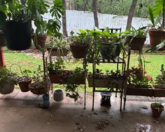 Outdoor and indoor plants