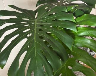 Mature plants