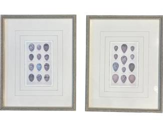ar Framed Bird Egg Study Prints
