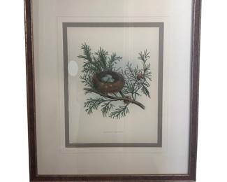 ar Soicher Marin Chipping Sparrow