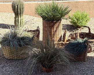 Woven Baskets  Plants