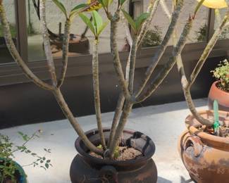 Plumeria Plant in Dark Ceramic Pot