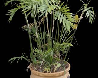 Large Two-Toned Glazed Ceramic Planter with Bamboo Palm