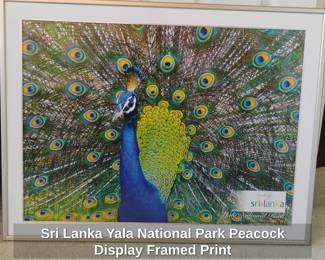 Sri Lanka Yala National Park Peacock Display Framed Print
