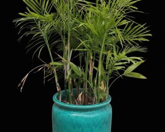 Turquoise Ceramic Planter with Areca Palm