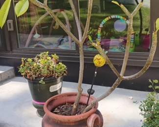 Terracotta Pot with Plumeria Plant