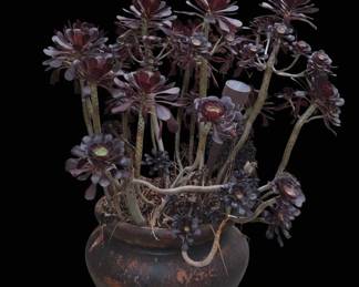 Aeonium arboreum 'Zwartkop' in rustic ceramic pot