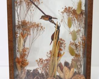 Vintage Taxidermy Shadowbox