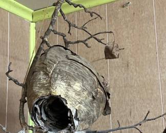 Hornet nest