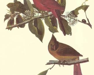 2021 April 28th 2nd Audubon Cardinals Image