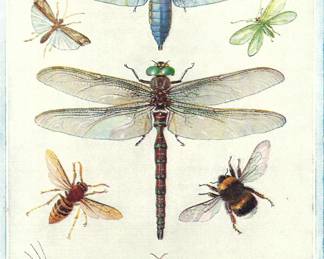 2024 January 12th Antique Dragonflies Bees Wasps Moths 1930 Doris Meyer Design