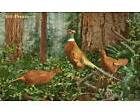 2023 Dec11th Pheasants 1913 Postcard