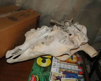 Steer Head bones
