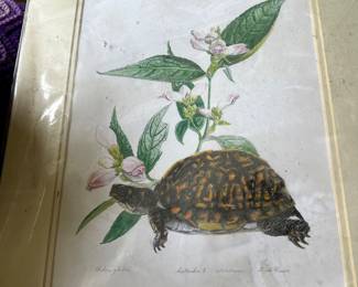 Framed illustration of a turtle and flowers by artist Linda Fraser.
