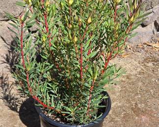Leucadendron salignum 'Safari Sunset'