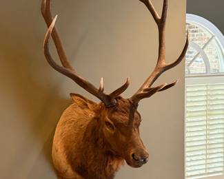 Bull Elk Shoulder Mount 