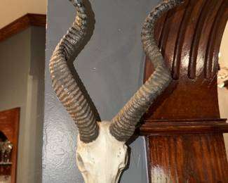 Kudu Antlers 
