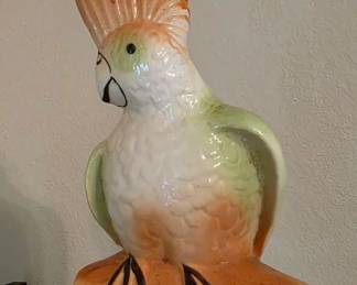 cockatoo