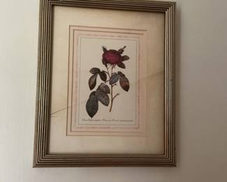 Set of Two Framed Botanical Prints of Roses by PierreJoseph Redout