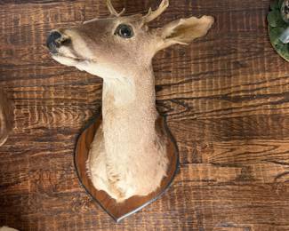 Mounted deer head