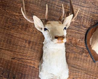 Deer head