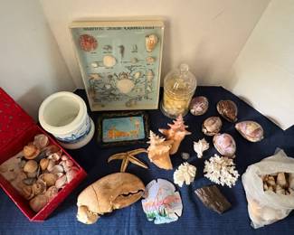 Sea Shell Collection