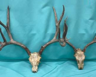 Vtg Deer Antlers