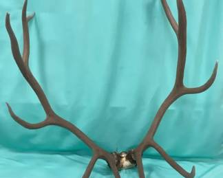  07 Elk Trophy Mount Antlers