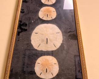 Framed Sand Dollar Collection Shadow Box Display Gold Frame Beach Coastal Decor Seashell Art Natural History Vintage Wall Art Collectible