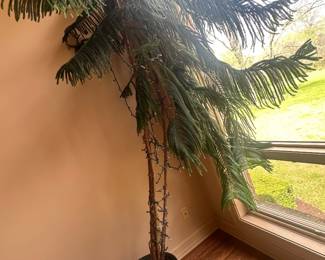 $75 Norfolk Island Pine Tree 