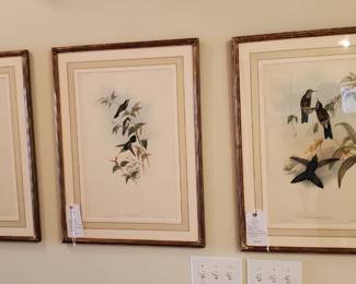 Authentic John Gould Colored Lithographs, professionally framed in filtering UF-3 Glass