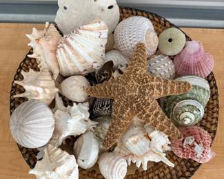 235 29SeaShellsFromTheSeaShoreinaBohoCapizBowl