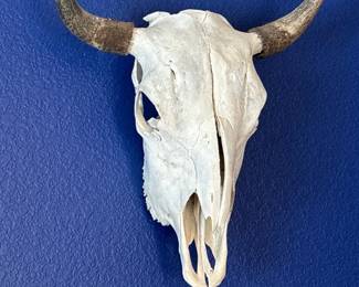 White Steer Scull