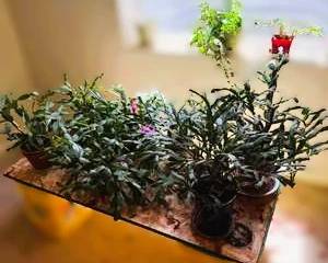 Assorted Houseplants Lot – Indoor Potted Plants – Tropical Greenery